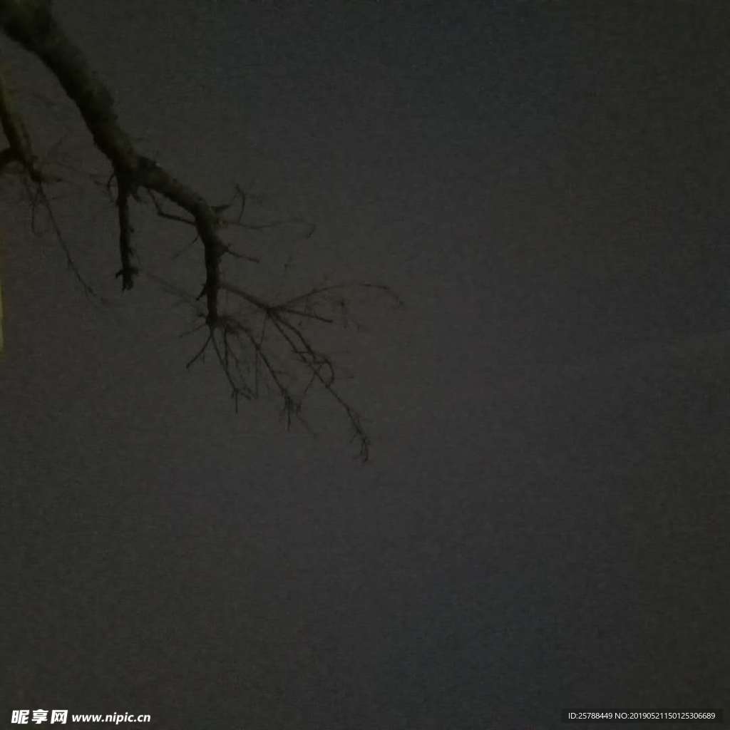 树夜