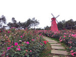 玫瑰花风车庄园