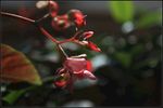 小花