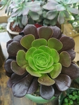 蔷薇花
