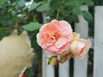 玫瑰花