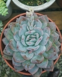 星美人