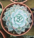 青丽