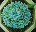青瓜