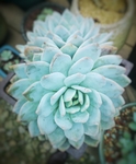 多肉植物