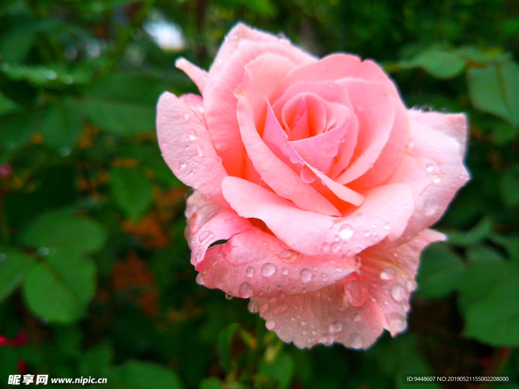 月季花