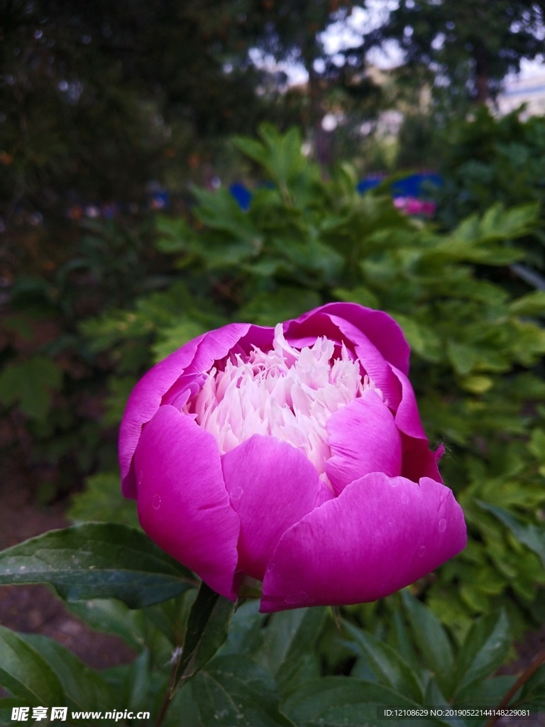 芍药