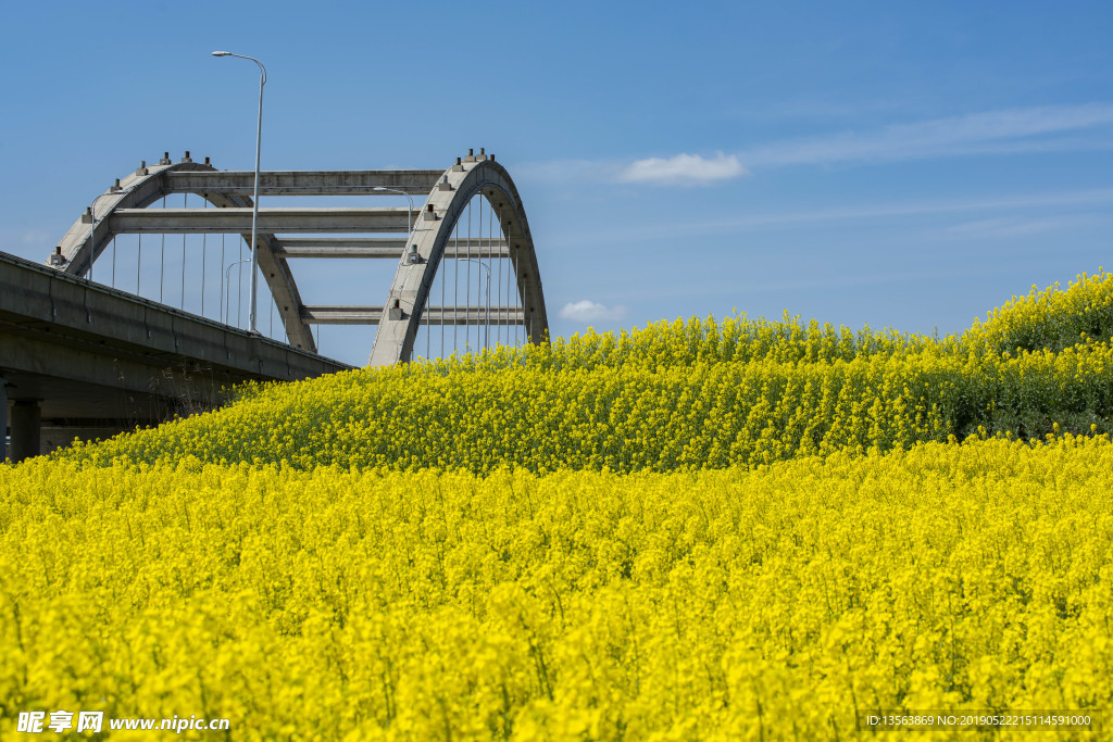 城市油菜花海