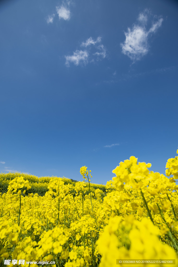 城市油菜花海