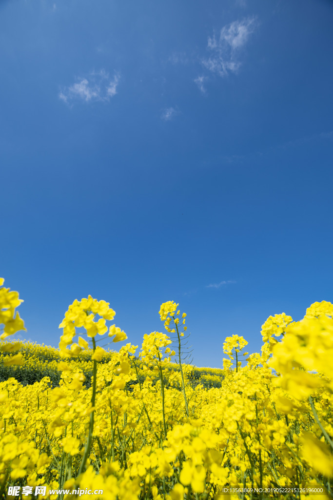 城市油菜花海