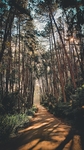 丛林小路