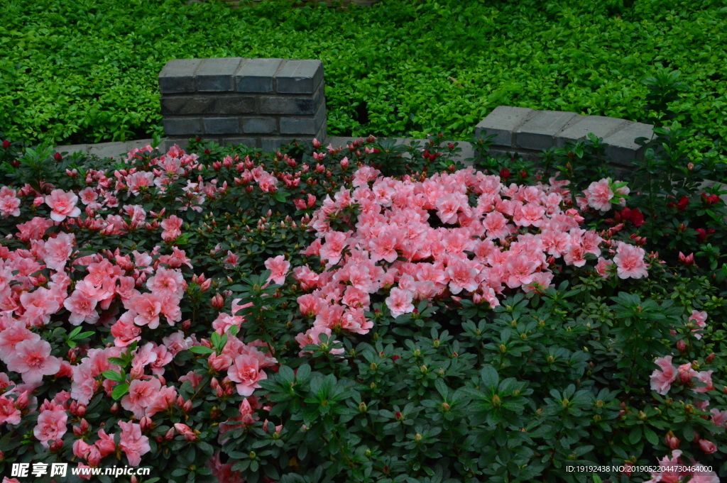 杜鹃花