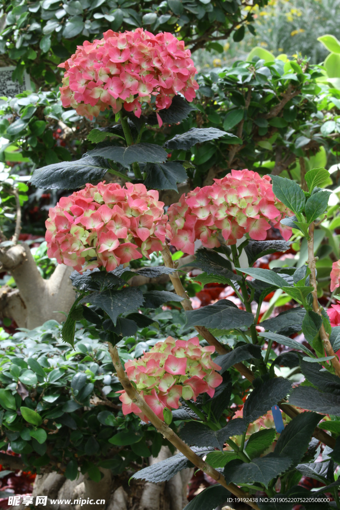 八仙花