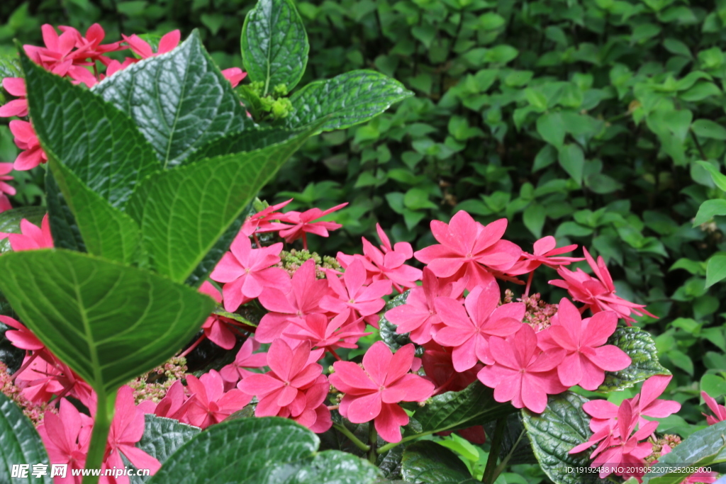 八仙花