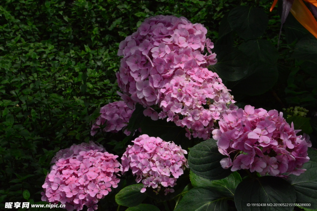 八仙花