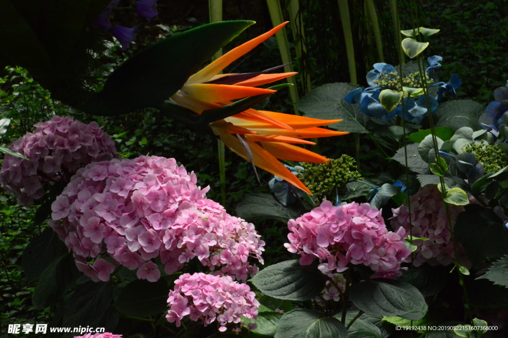 八仙花