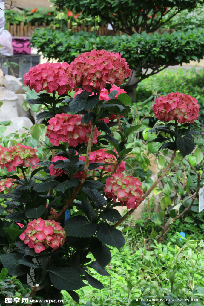 八仙花