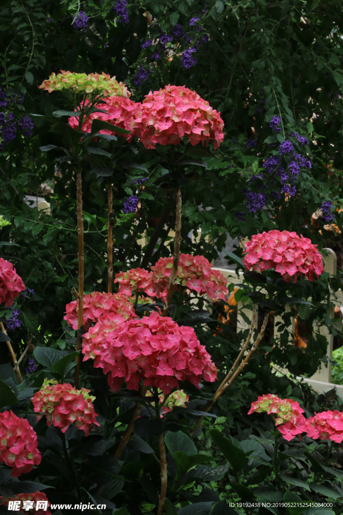 八仙花