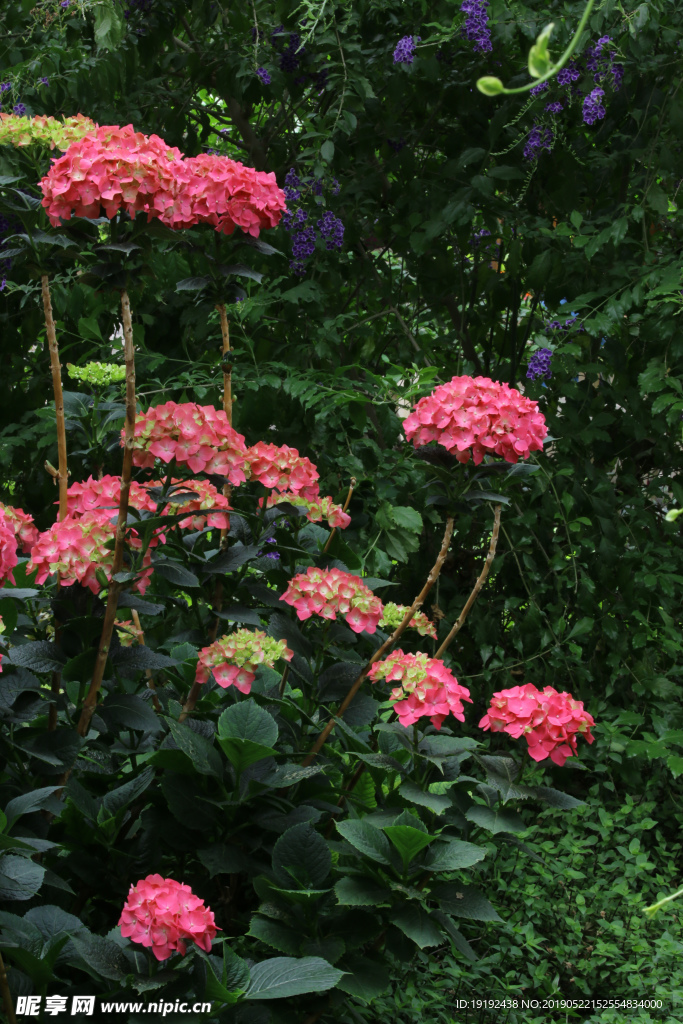 八仙花
