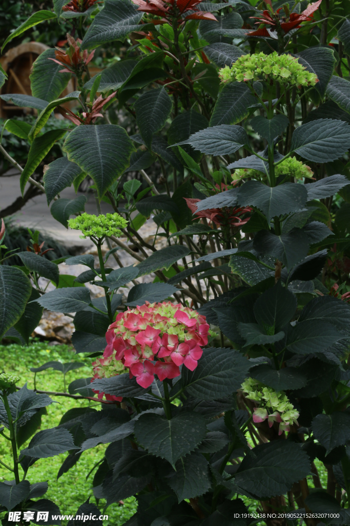 八仙花