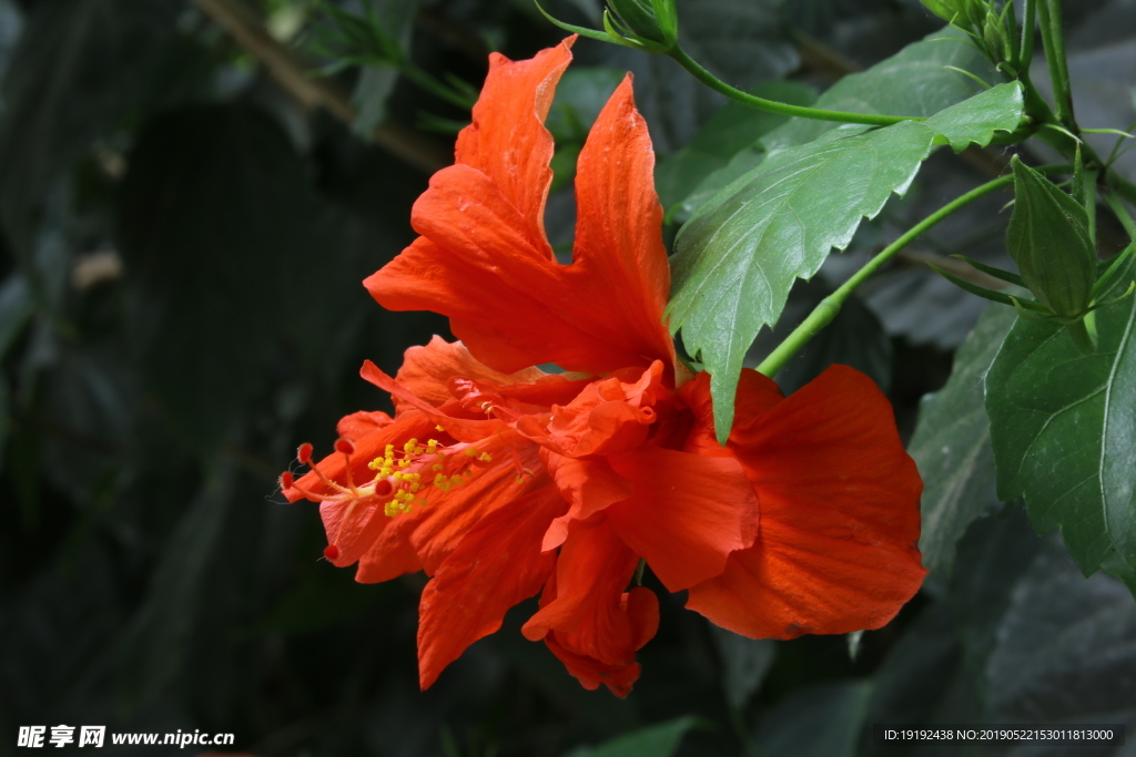 扶桑花