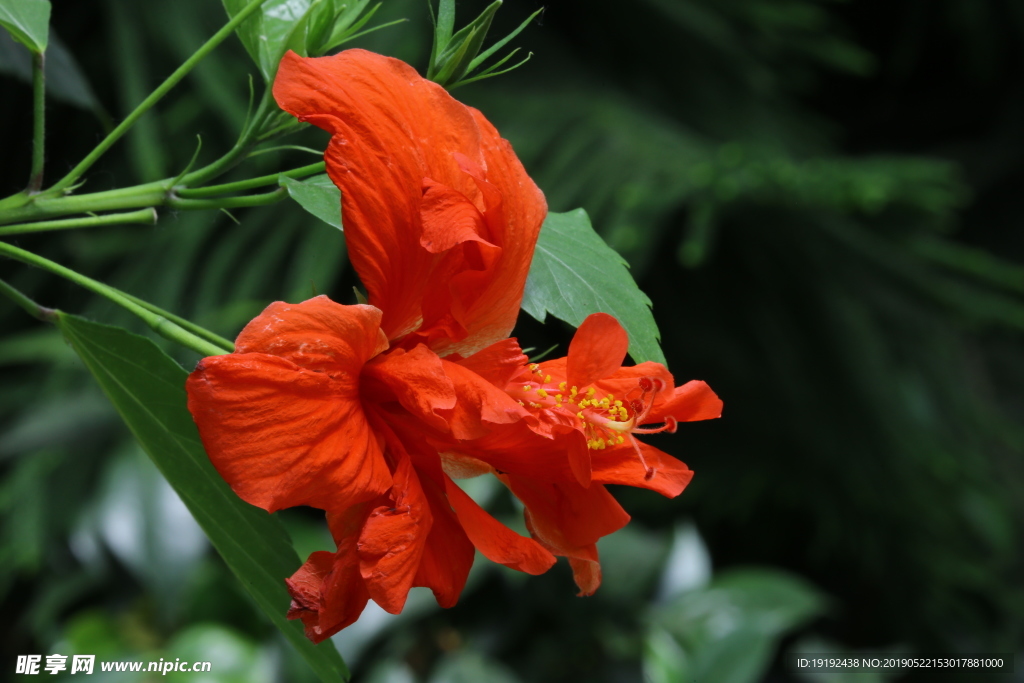 扶桑花