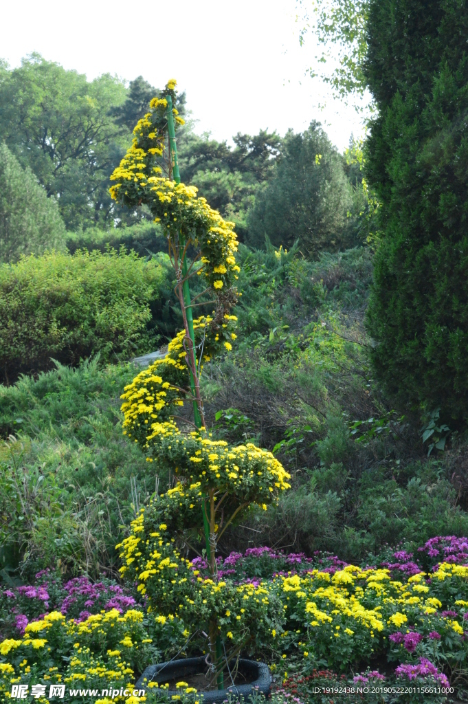 菊花