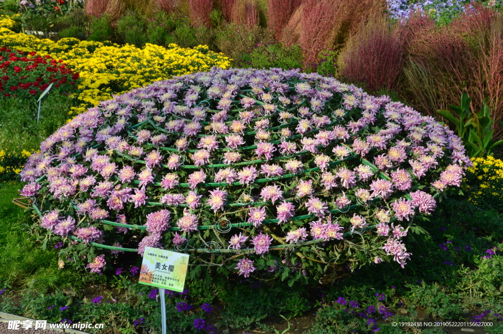 菊花
