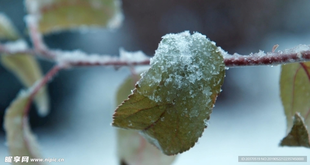 冬天雪景树枝