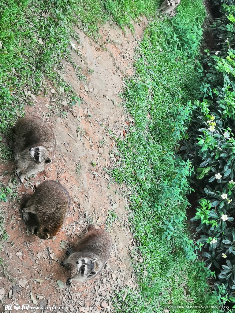 小浣熊