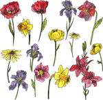 鲜花素材