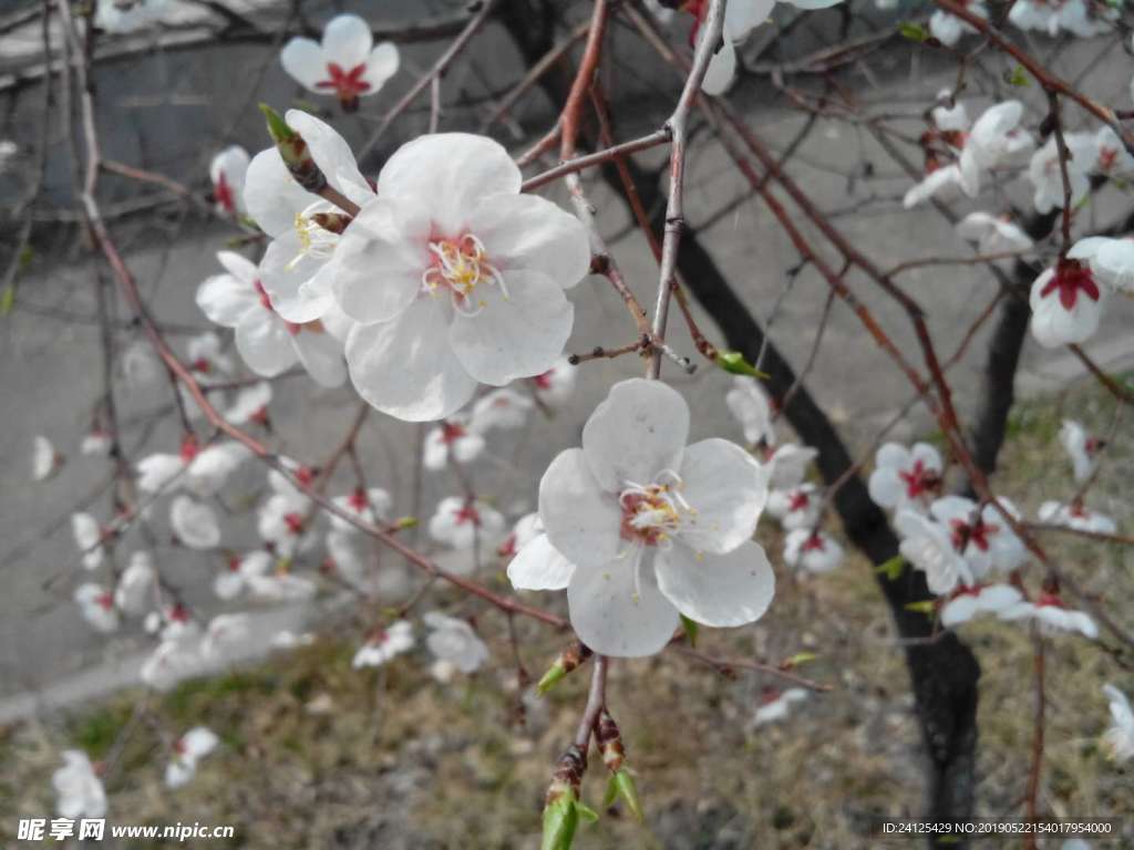 桃花