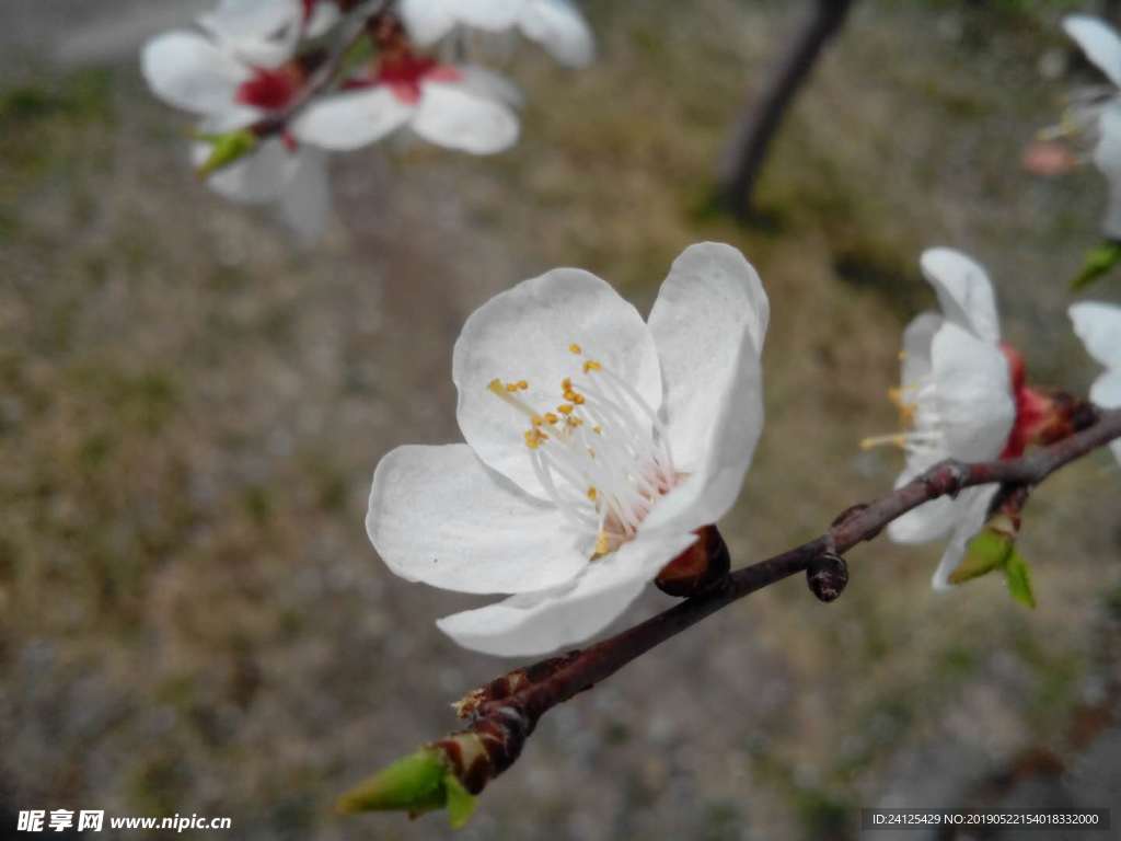 桃花