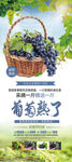 葡萄采摘展架设计