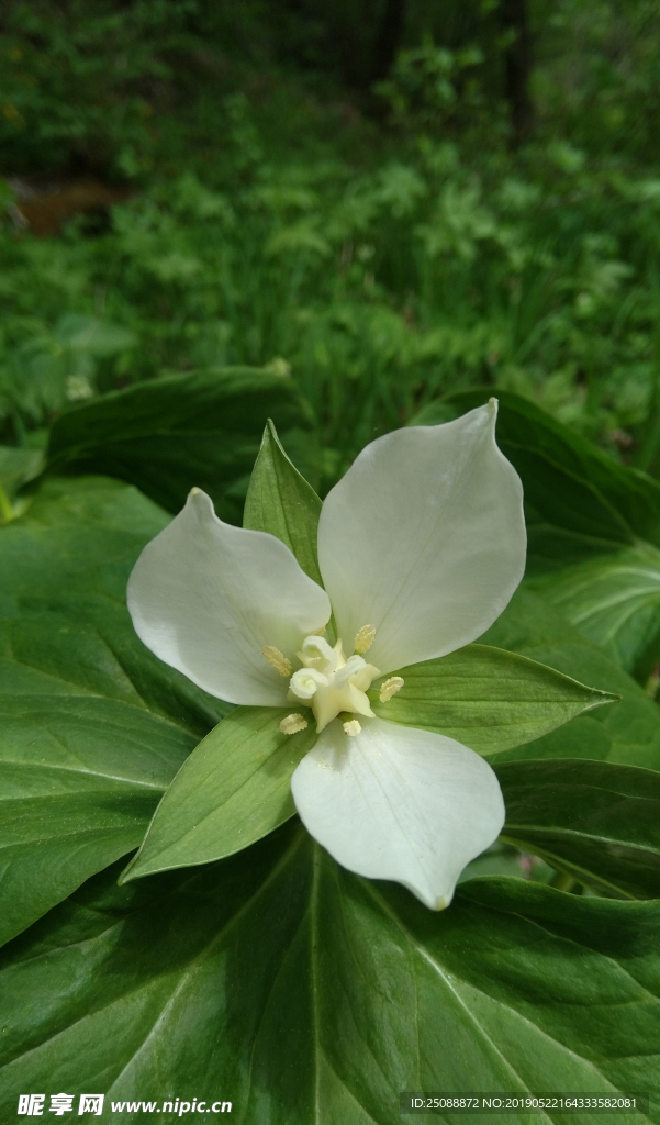 三瓣花