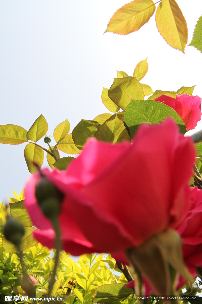 月季花开