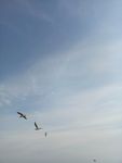 海鸥