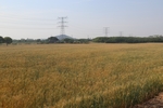 麦田