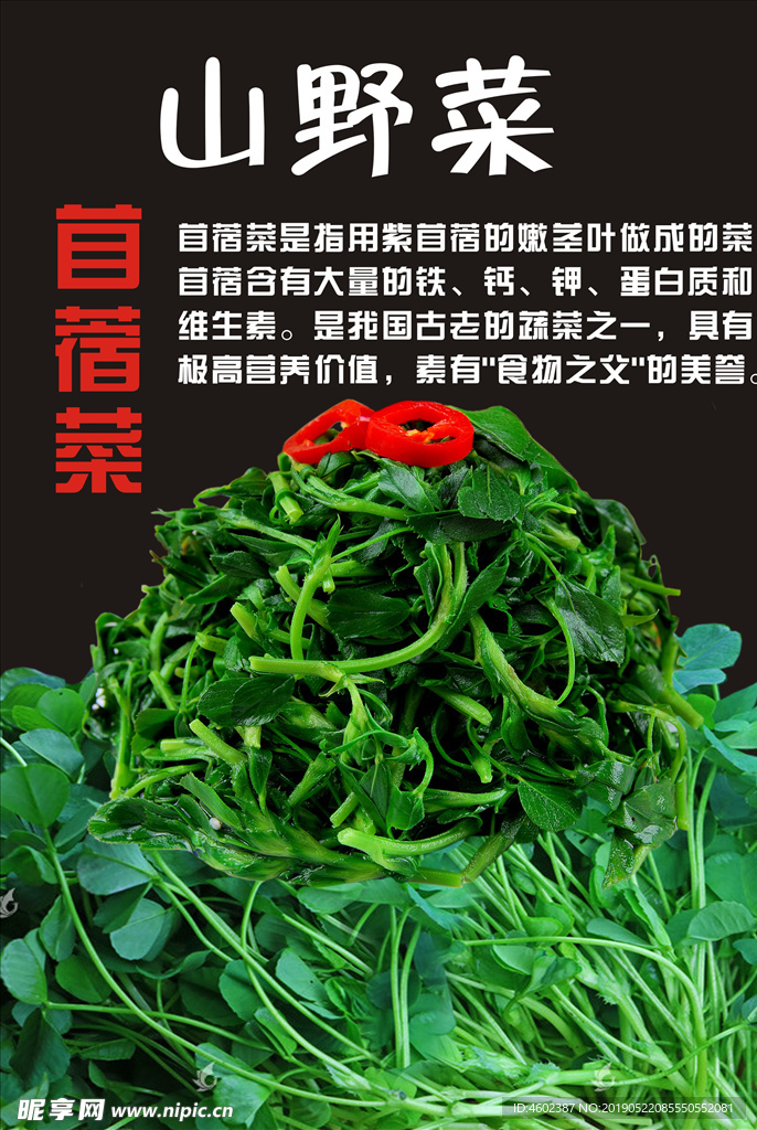 苜蓿菜
