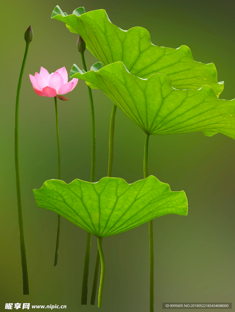 荷花荷叶