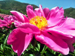 芍药花