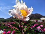 芍药花