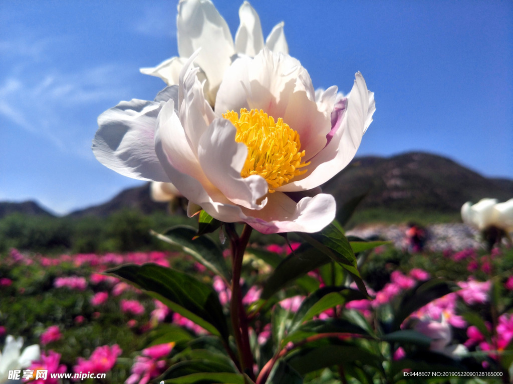 芍药花