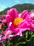 芍药花