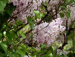 丁香花