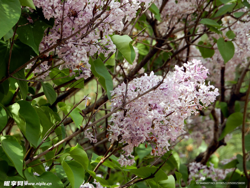 丁香花