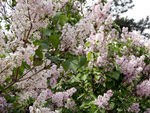丁香花