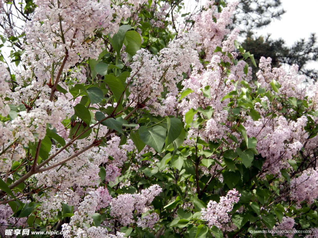 丁香花