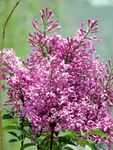 丁香花