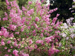 丁香花